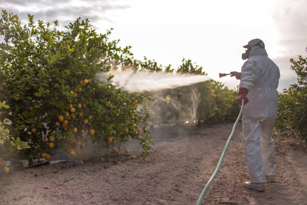 Wasp Removal Services in Gilmer, TX