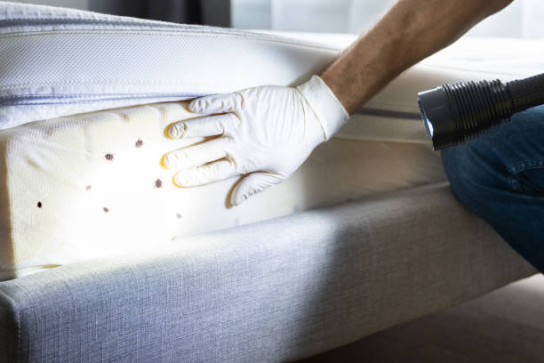 Best Emergency Pest Control  in Gilmer, TX
